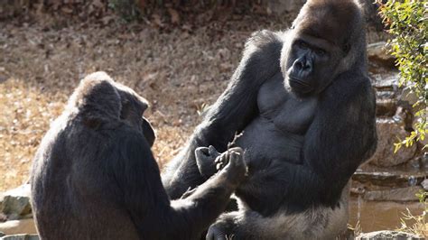 gorilla dating